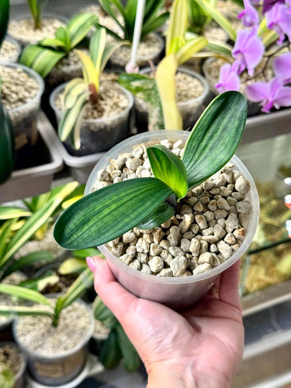 Clivia Miniata 'blood' Variegata - Etsy Ireland