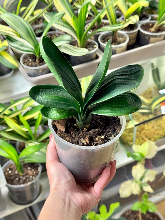 aukube zimmerpflanze Japanische Aukube 'Crotonifolia' kaufen
