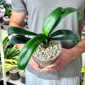 Variegated clivia plant - Etsy.de