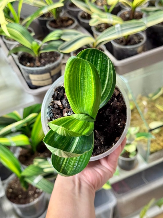 Clivia Miniata Variegata Overlord | Short Leaves