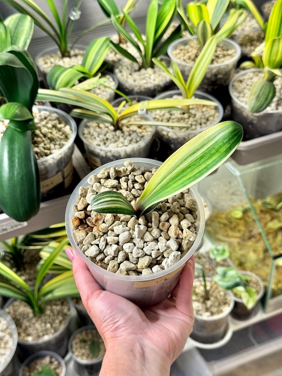 elefantengras saatgut Chinaschilf 'Purpurascens' - Miscanthus sinensis ssp purpurascens