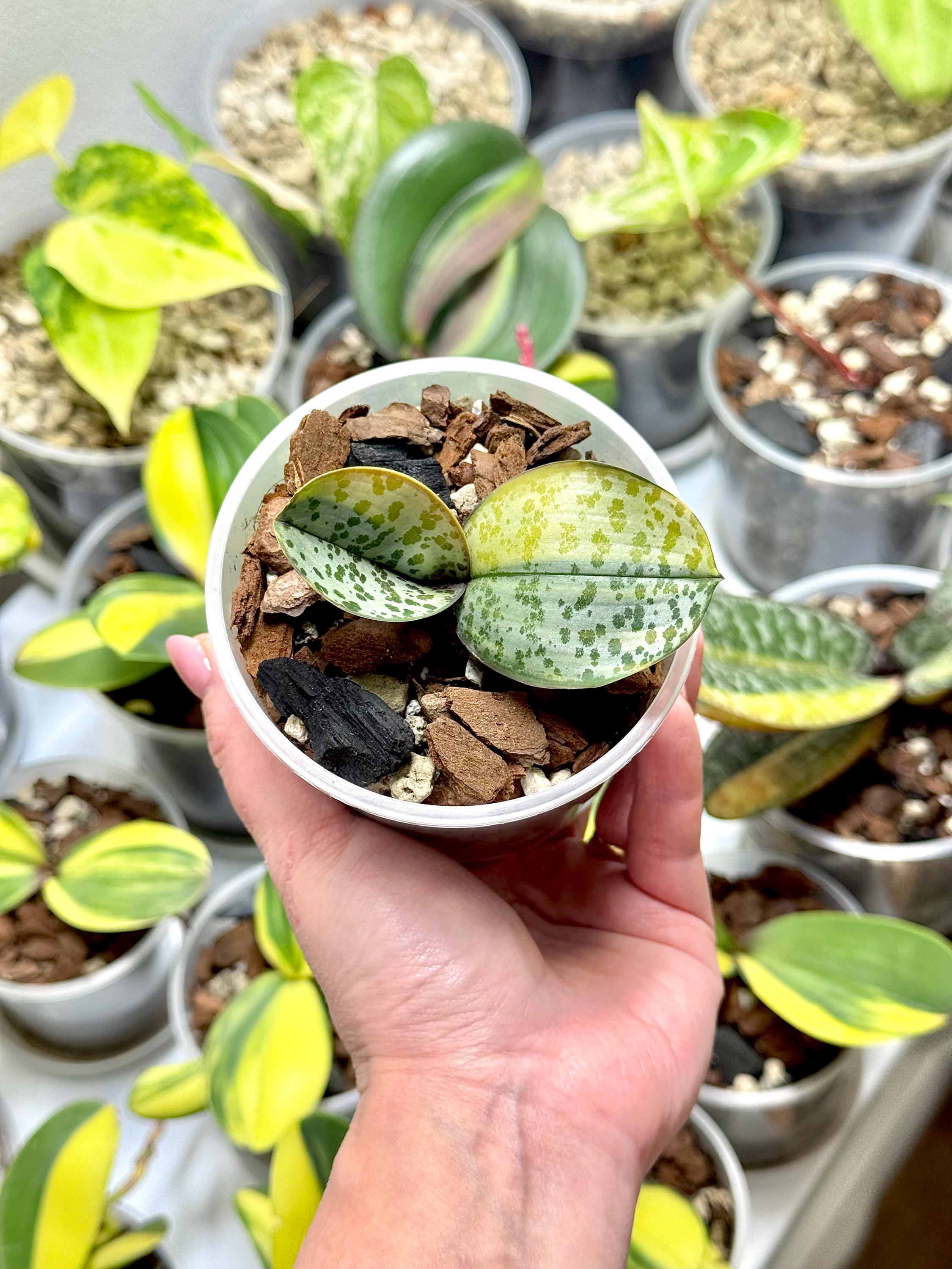 Monstera variegata seeds - Etsy.de