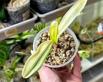 Clivia Miniata 'Tiger' Variegata (Orangerote Blüten)