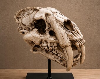 Sabertooth Skull Display Fossil Style Saber Tooth Cat Decor Stand