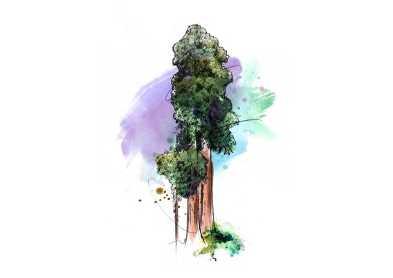 redwood drawing fine art print by Michelle Dujardin
