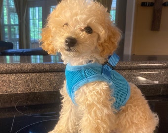 Soft Mesh No-Pull Dog Harness: Small Breeds, Comfy Step-In Vest