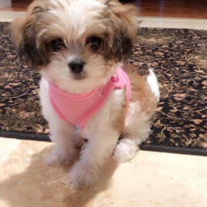 Snazzi Pet No Pull Soft Mesh Comfy Step in Dog Vest Harness for Tiny X-Small Small Med Dog breeds 2-18 lbs Teacups Mini Puppy XS-XL 5 Colors