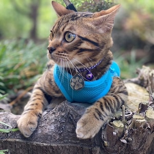 Pu&ograve; includere: Un gatto tabby marrone con un'imbracatura blu con un ciondolo a forma di zampa e un collare di perline viola. Il gatto &egrave; seduto su un ceppo d'albero in un'area erbosa.