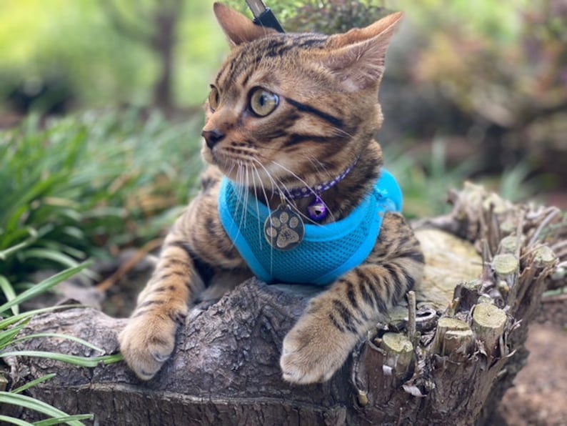 Pu&ograve; includere: Un gatto tabby marrone con un'imbracatura blu con un ciondolo a forma di zampa e un collare di perline viola. Il gatto &egrave; seduto su un ceppo d'albero in un'area erbosa.