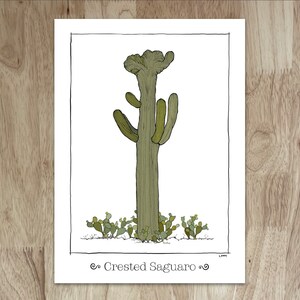 La carte Crested Saguaro présente un magnifique cactus vraiment unique. Vierge à l'intérieur, c'est une carte parfaite pour tout amateur de désert, de jardin ou de plante !