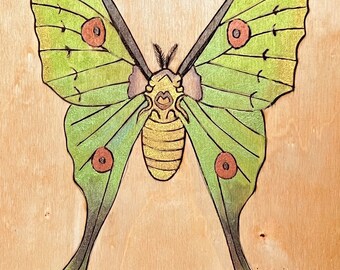 Handmade Comet Moth Decor, Woodburning, Watercolor Wall Art, Entomologist Gift, Bug Art, Woodworking, Nature Art, Gifts for Bug Lovers