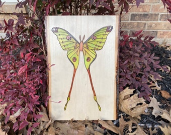 Handmade Comet Moth Decor, Woodburning, Watercolor Wall Art, Entomologist Gift, Bug Art, Woodworking, Nature Art, Gifts for Bug Lovers