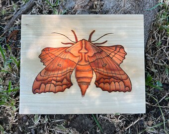 Handmade Walnut Sphinx Moth Decor, Woodburning, Watercolor Wall Art, Entomologist Gift Bug Art, Woodworking, Nature Art Gifts for Bug Lovers