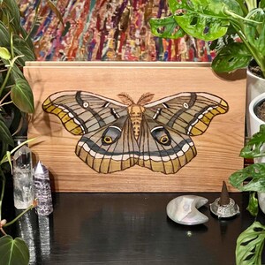 May include: A wood burned art piece of a large, brown, green, and yellow moth with intricate details on a light brown wooden background.