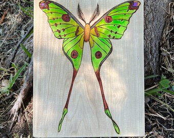 Handmade Comet Moth Decor, Woodburning, Watercolor Wall Art, Entomologist Gift, Bug Art, Woodworking, Nature Art, Gifts for Bug Lovers