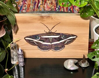 Ręcznie wypalany Donuca Rubropicta - białopaskowa ćma noctuidae na drewnie topolowym - niestandardowa dekoracja ścienna z pirografii
