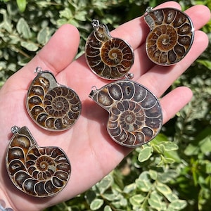May include: Four brown ammonite fossil pendants with silver accents. The ammonites are different sizes and shapes. The ammonites have a spiral pattern and are polished to a smooth finish.