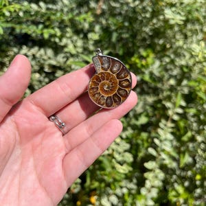 May include: A silver pendant featuring a fossilized ammonite with a brown and cream color scheme. The ammonite is a spiral shape with intricate details.