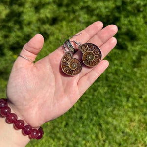May include: A pair of silver earrings with brown and gold ammonite fossil pendants. The earrings are hanging from a silver hook.