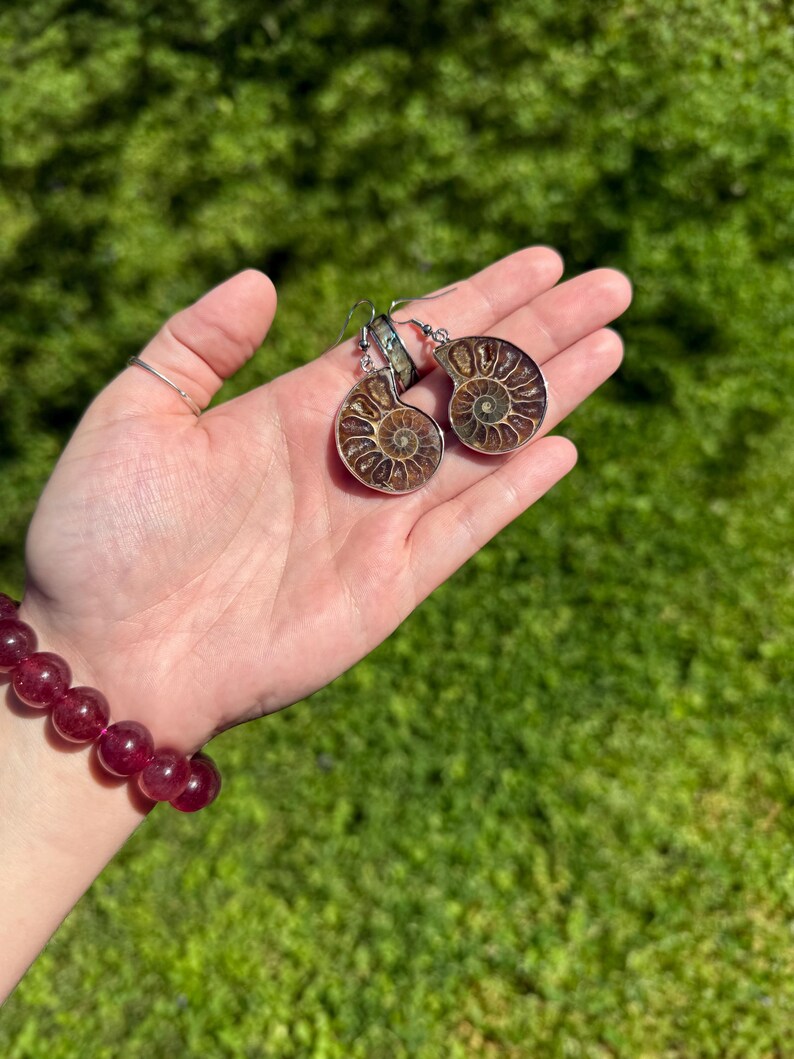 May include: A pair of silver earrings featuring fossilized ammonite shells. The ammonites are brown and have a spiral pattern. The earrings are hanging from silver hooks.