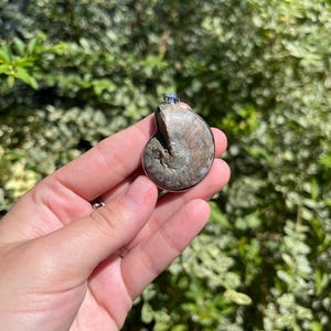 May include: A silver pendant featuring a fossilized ammonite with a brown and white swirl pattern.
