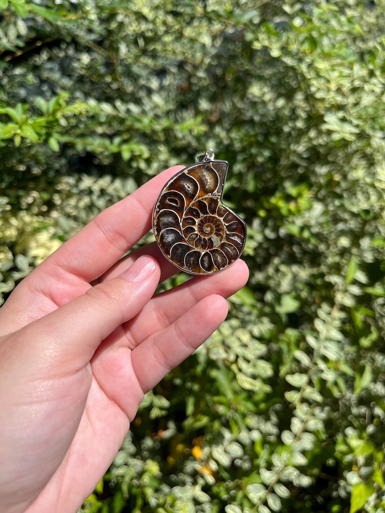 May include: A silver pendant featuring a fossilized ammonite with a brown and black spiral pattern.
