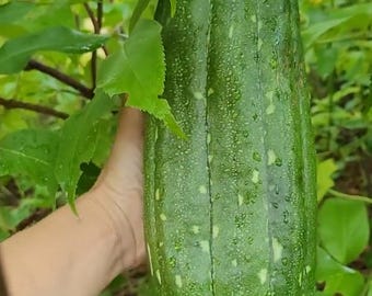 Luffa Gourd SEEDS, Heirloom Sponge (Luffa aegyptiaca) Organic
