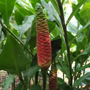TWO Shampoo Ginger Rhizomes- Zingiber zerumbet (Awapuhi)
