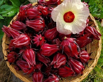May include: A woven basket filled with vibrant red roselle calyces, with a large white flower with a red center. The basket is set against a backdrop of green foliage and grass, creating a natural and fresh aesthetic.