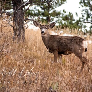 Colorado Buck - Left Hand Canyon