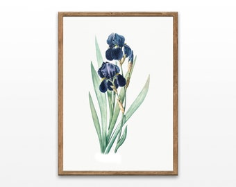 Vintage Iris Botanical Print: Antique Style Wall Art (Digital Download)