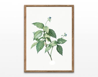 Vintage Botanical Illustration Art Print (Digital Download)