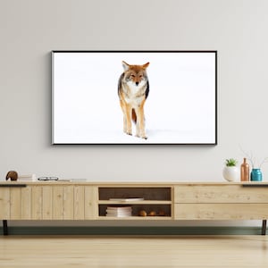 Coyote in inverno Samsung Frame TV Art (download digitale)