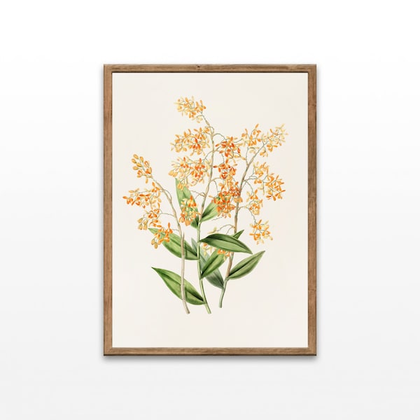 Botanical illustrations, Epidendrum Polyanthum, Vintage Botanical Prints, Art For Home Decor, Art For Laundry, Printable Wall Decor