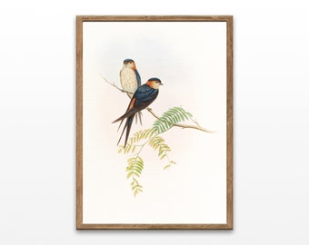 Dessin d’oiseau antique, Oiseaux d’Asie, Estampes botaniques, Illustration d’oiseau, Décor de ferme vintage, Téléchargement numérique, Art mural imprimable