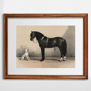 May include: A black horse with a bridle and harness stands next to a white dog. The horse is looking at the dog, and the dog is looking at the horse. The image is in black and white.