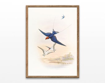 illustration d'oiseau vintage, dessin botanique, estampes d'oiseaux, art pour chambre d'enfant, décoration murale, art mural imprimable