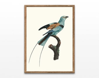 Antique African Roller Bird Print: Vintage Farmhouse Wall Art (Digital Download)