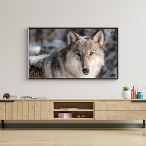 Könnte beinhalten: Ein Nahaufnahmeporträt eines grauen Wolfes mit braunen Markierungen, der direkt in die Kamera schaut. Der Wolf befindet sich in einer schneebedeckten Waldlandschaft.