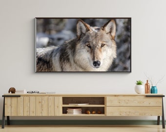 Wolf Portrait - Samsung Frame TV Art 4K (Digital Download)