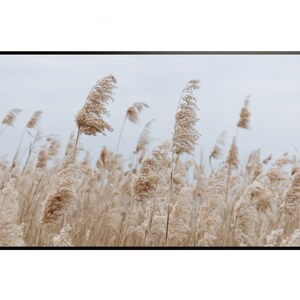 May include: A field of tall, dried grasses blowing in the wind. The grasses are a light brown color and the background is a light blue sky.