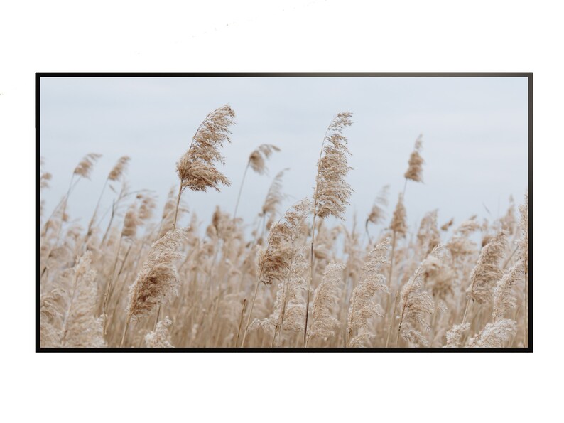 May include: A field of tall, dried grasses blowing in the wind. The grasses are a light brown color and the background is a light blue sky.