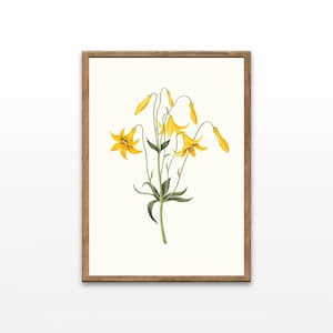 Vintage Canada Lily Botanical Print: Nostalgic Wall Art (Digital Download)