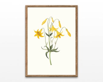 Vintage botanische print Canadese lelie: nostalgische muurkunst (digitale download)