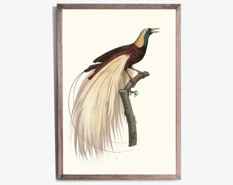 Vintage Bird Illustration, Emperor Bird of Paradise, Antique Bird Drawing, Home Decor Wall Art, Farmhouse Prints, Printable Wall Art