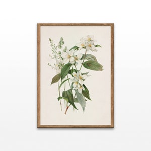 Vintage Botanical Print, Flower Illustration, Antique Floral Drawings, Art For Bathroom, Printable Wall Art,