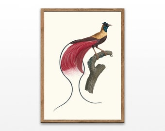 Antique Bird Prints, Red Bird of Paradise, Bird Drawing, Vintage Bird Illustration, Home Decor Wall Art, Printable Wall Art