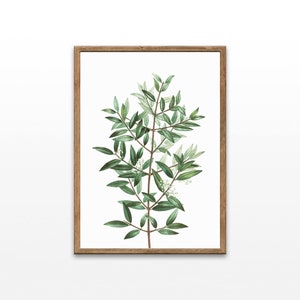 Vintage Olive Branch, Botanical Illustration, Olive Leaf Drawings, Watercolor Paintings, Home Decor Prints, Printable Wall Art