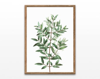 Vintage Olive Branch Botanical Print: Watercolor Illustration (Digital Download)