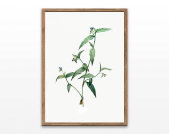 Illustrazione botanica vintage di fiori selvatici: stampabile e murale (download digitale)